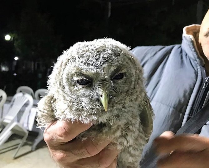 Tarlasında Bulduğu Yaralı Baykuşa Evladı Gibi Bakıyor