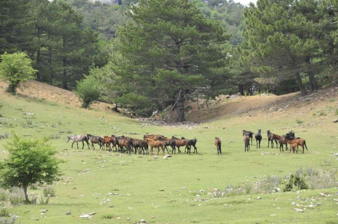 Dilek Yarımadası Milli Parkı’nda Yaşayan Yılkı Atlarının Sayısı Her Geçen Gün Artıyor