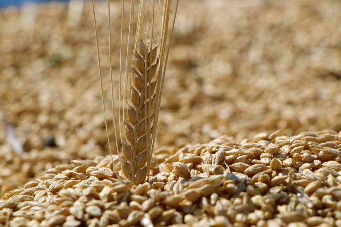 Elazığ’da Yılın İlk Arpa Hasadı Gerçekleştirildi