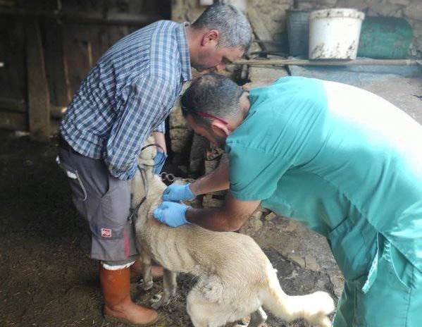 Emet’te Küçükbaş Hayvanların Tanımlanması Ve Aşılama Çalışmaları