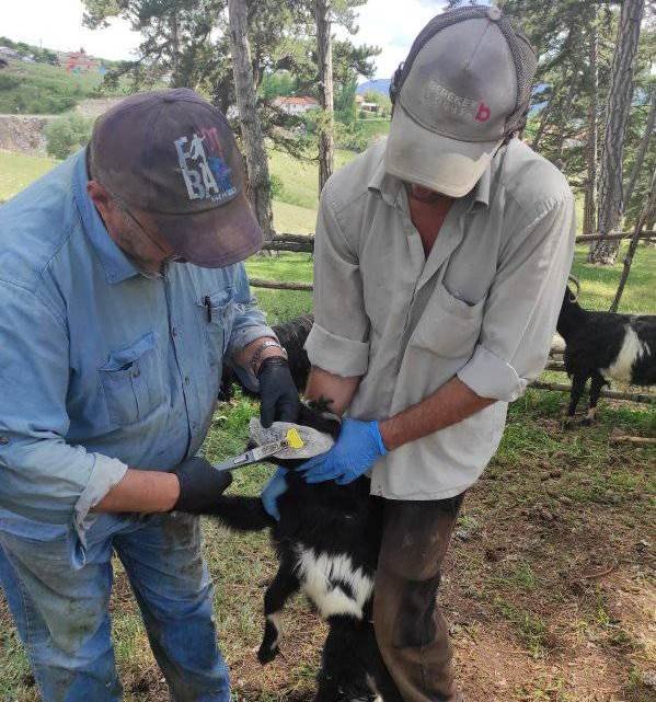 Emet’te Küçükbaş Hayvanların Tanımlanması Ve Aşılama Çalışmaları