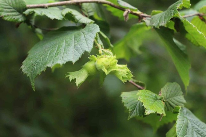 Giresun Tombul Fındığı Türkiye’den Sonra Ab Tarafından Da Tescillendi