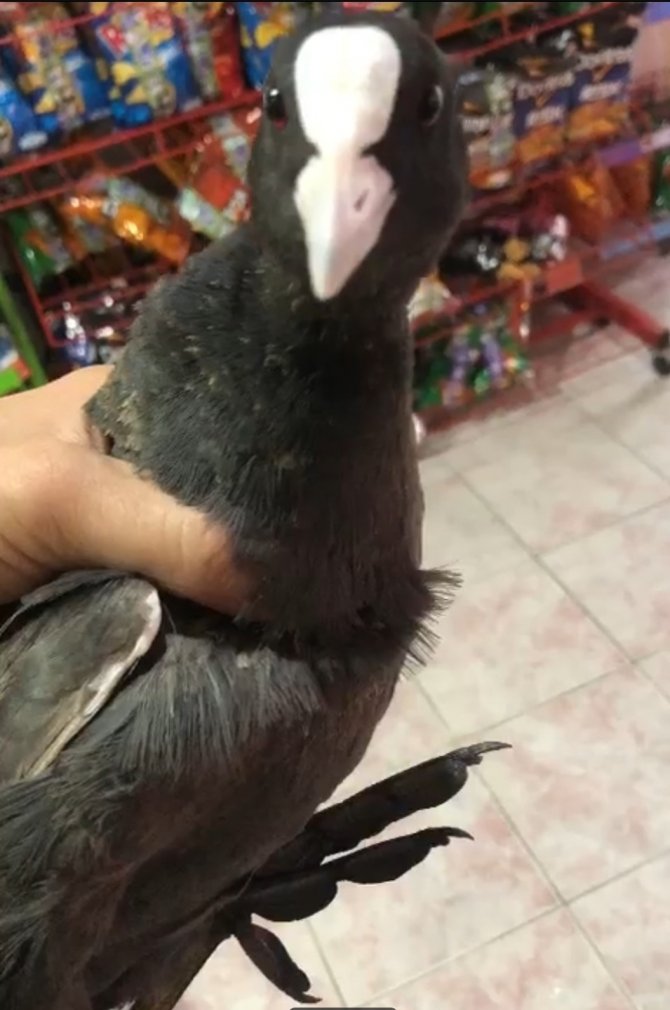 Marketteki Kutudan Sakarmeke Çıktı