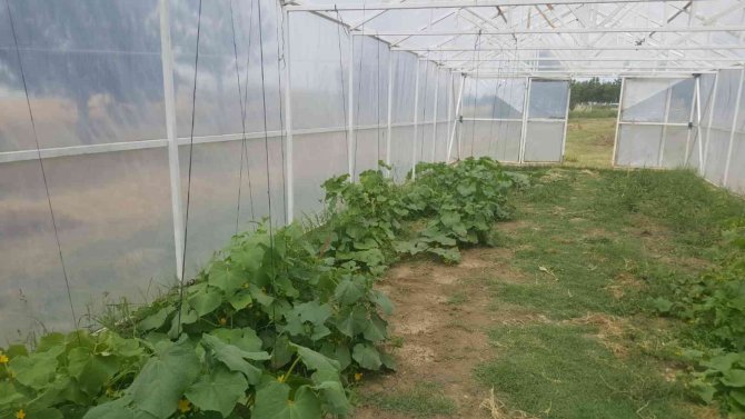 Tekirdağ’da Öğrenciler Organik Sebze Ve Meyve Yetiştiriyor