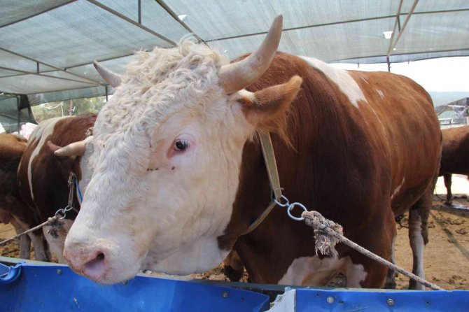 İ̇zmir’de Kurban Pazarı Hareketliliği Başladı