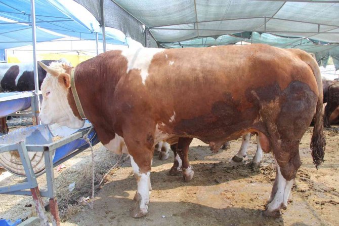 İ̇zmir’de Kurban Pazarı Hareketliliği Başladı