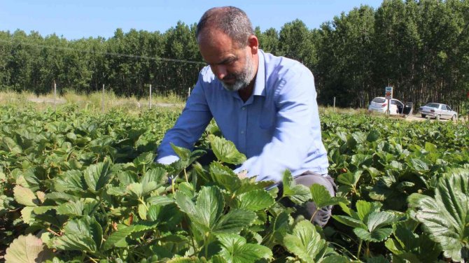 Çilek Tarlasında "Kendin Topla, Kendin Tart, Ücretini Kovaya Bırak" Sistemi