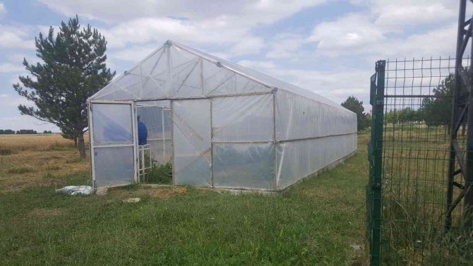 Tekirdağ’da Öğrenciler Organik Sebze Ve Meyve Yetiştiriyor