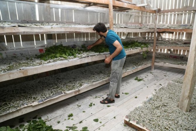 Ordu’da ’İpek Böcekçiliği’ Dönemi