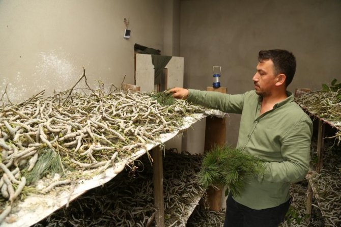 Ordu’da ’İpek Böcekçiliği’ Dönemi