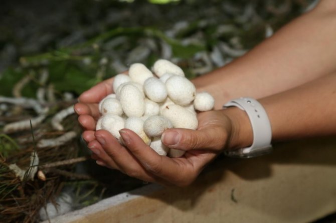 Ordu’da ’İpek Böcekçiliği’ Dönemi