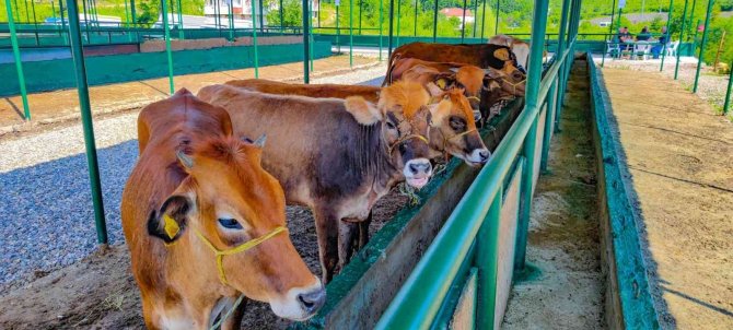 Ünye’de Modern Hayvan Pazarı Hizmete Açıldı