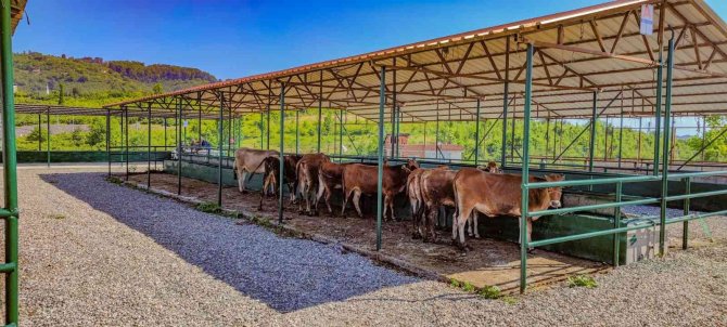 Ünye’de Modern Hayvan Pazarı Hizmete Açıldı