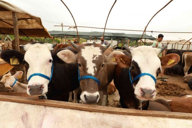 Yalova Kurban Pazarı Artık Kazımiye Köyünde
