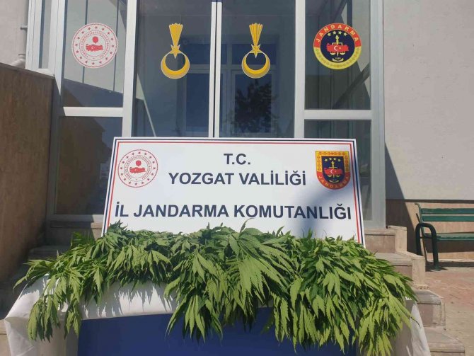 Yozgat’ta 249 Kök Hint Keneviri Ele Geçirildi