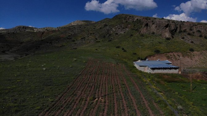 Zabıta Memuru Bin 500 Goji Berry Fidesini Toprakla Buluşturdu