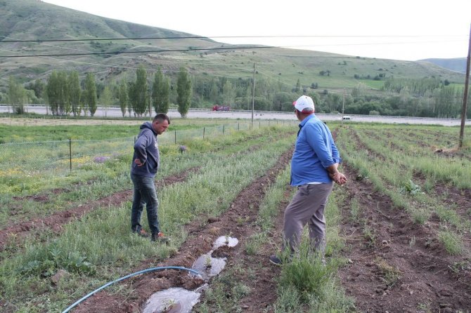 Zabıta Memuru Bin 500 Goji Berry Fidesini Toprakla Buluşturdu