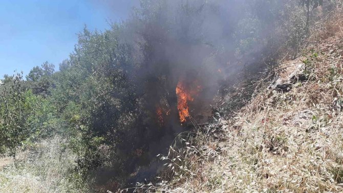 Yılan Korkusundan Bahçeyi Yaktı