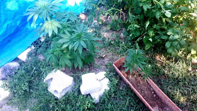 Besni’de Uyuşturucu Operasyonu: 4 Gözaltı