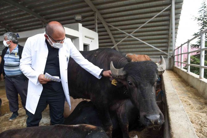 Altındağ’da Kurban Hazırlığı Başladı