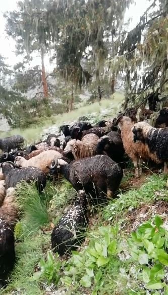 Doluya Yakalanan Sürü Sahibi Zor Anlar Yaşadı