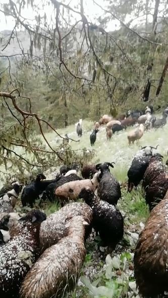 Doluya Yakalanan Sürü Sahibi Zor Anlar Yaşadı