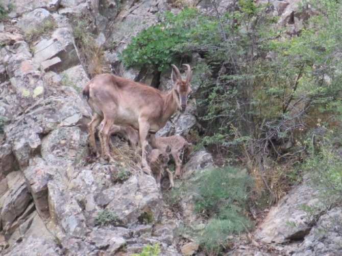 Sürekli Yattığı İçin Endişelendiği Dağ Keçisinin 2 Gün Sonra 3 Yavrusu İle Görünce Rahat Nefes Aldı