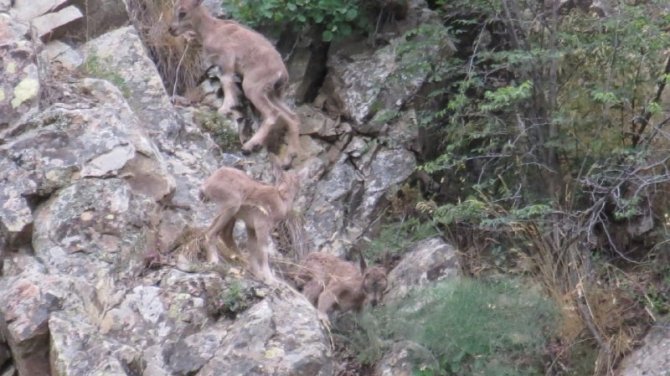 Sürekli Yattığı İçin Endişelendiği Dağ Keçisinin 2 Gün Sonra 3 Yavrusu İle Görünce Rahat Nefes Aldı