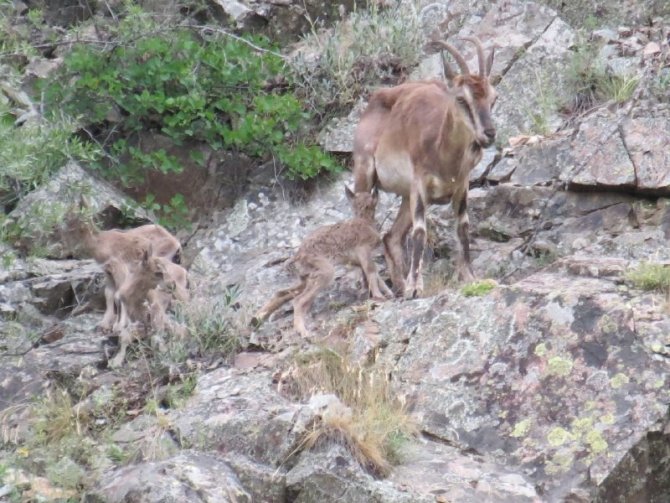 Sürekli Yattığı İçin Endişelendiği Dağ Keçisinin 2 Gün Sonra 3 Yavrusu İle Görünce Rahat Nefes Aldı