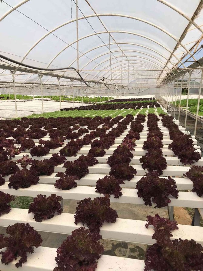 Aşçılık Öğrencileri Topraksız Tarımı İnceledi