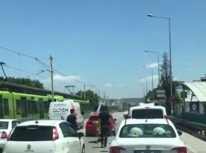 Bursa’da Kaçan Boğalar Trafiği Kilitledi