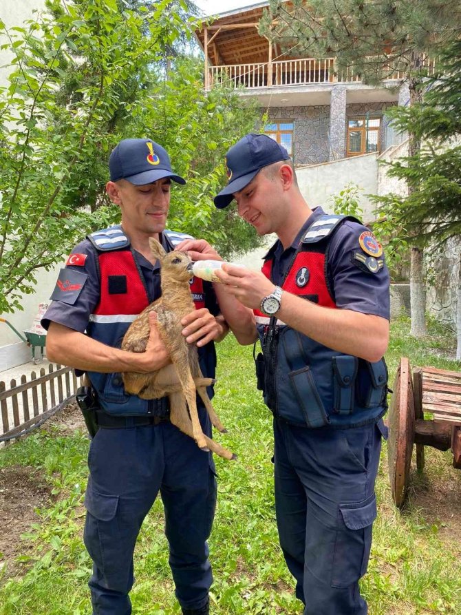 Yavru Karacaya Jandarmadan Şefkat Eli