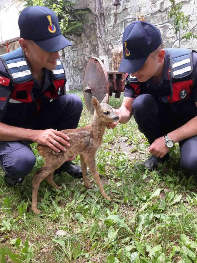 Yavru Karacaya Jandarmadan Şefkat Eli