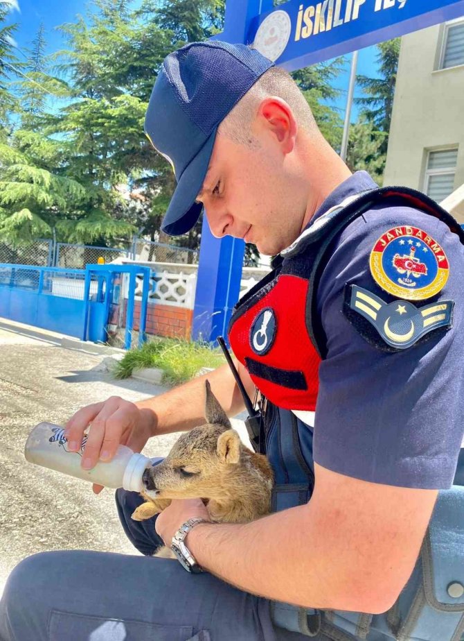 Yavru Karacaya Jandarmadan Şefkat Eli