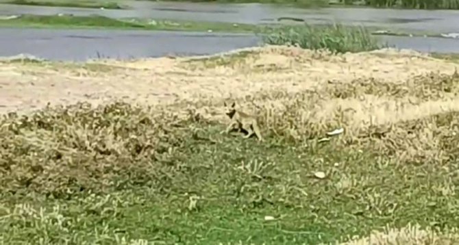 Diyarbakır’da Tedavi Edilen Yavru Tilki Doğaya Bırakıldı