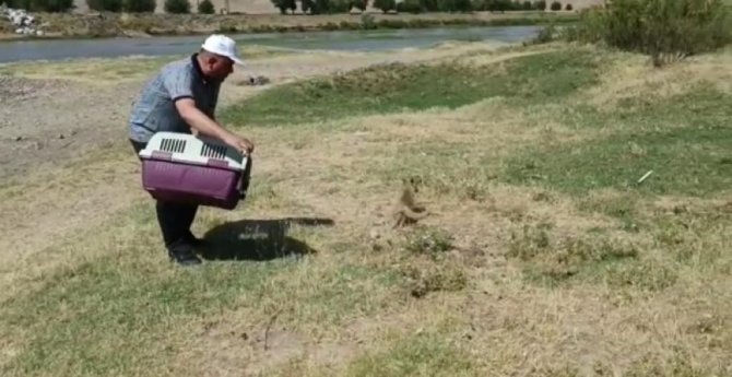 Diyarbakır’da Tedavi Edilen Yavru Tilki Doğaya Bırakıldı