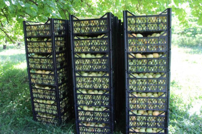 Iğdır’da Sarı Altın Hasadı Başladı, Yıllık Ürün Beklentisi 40 Bin Ton Üzerinde