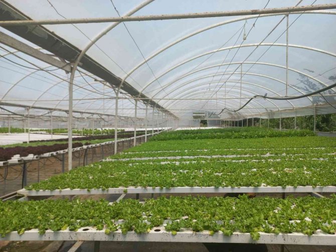 Aşçılık Öğrencileri Topraksız Tarımı İnceledi