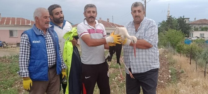Elazığ’da Tedavisi Yapılan Leylek, Doğaya Bırakıldı