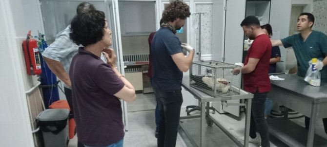 Elazığ’da Tedavisi Yapılan Leylek, Doğaya Bırakıldı