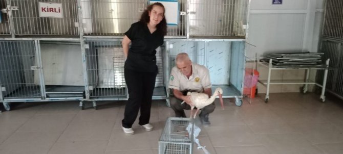 Elazığ’da Tedavisi Yapılan Leylek, Doğaya Bırakıldı