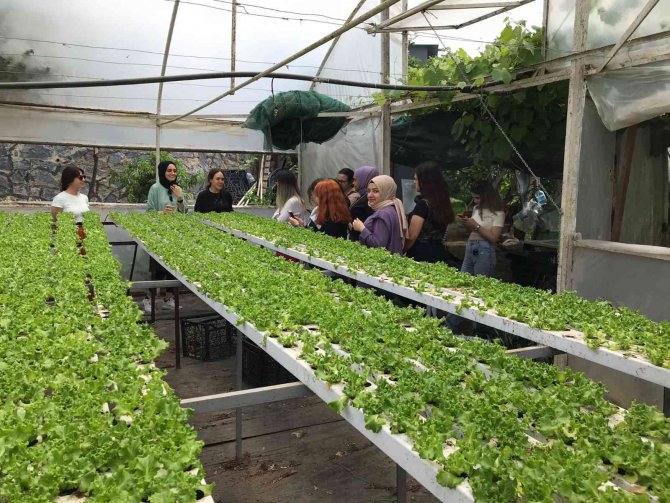 Aşçılık Öğrencileri Topraksız Tarımı İnceledi