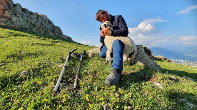 26 Yıldır Tek Bacağıyla Hayvanlarını Otlatıyor
