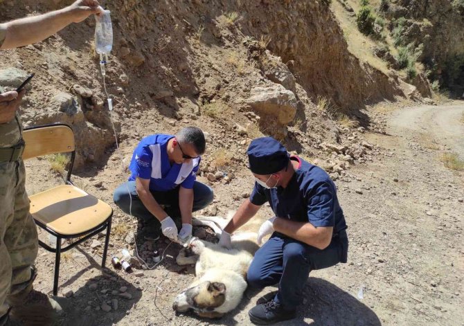 Anne Köpeği Yılan Isırdı