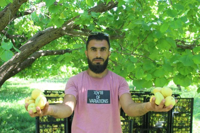 Iğdır’da Sarı Altın Hasadı Başladı, Yıllık Ürün Beklentisi 40 Bin Ton Üzerinde