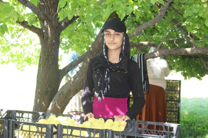 Iğdır’da Sarı Altın Hasadı Başladı, Yıllık Ürün Beklentisi 40 Bin Ton Üzerinde