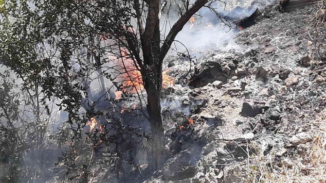 Yılan Korkusundan Bahçeyi Yaktı