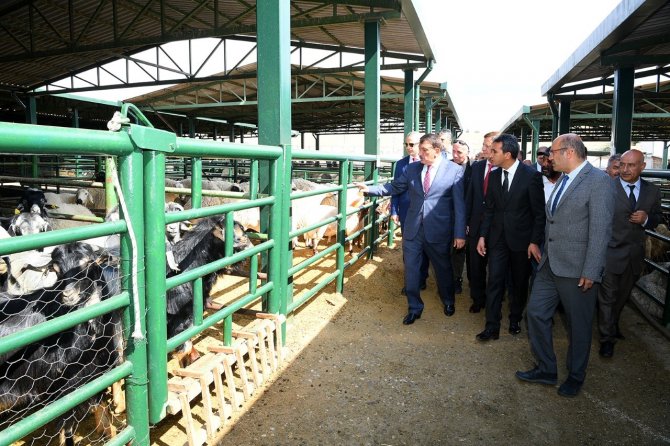 Malatya Hayvan Pazarı Yenileniyor