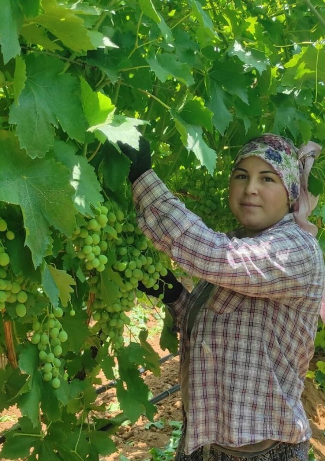 Çekirdeksiz Sultaniye Üzümler İhracat İçin Hazırlanıyor