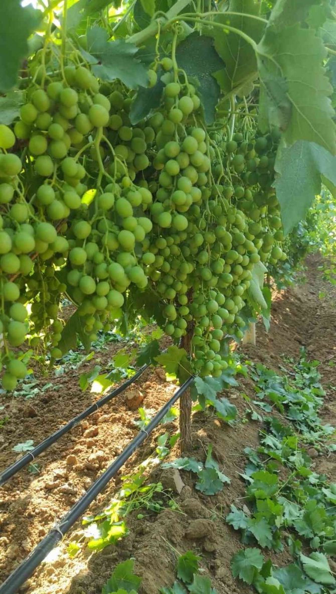 Çekirdeksiz Sultaniye Üzümler İhracat İçin Hazırlanıyor